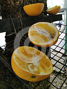 The pieceÃ¢â¬â¹ ofÃ¢â¬â¹ orangeÃ¢â¬â¹ on the Tree